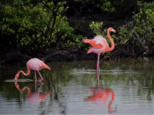 What Do Flamingos Mean in an RV Park? 