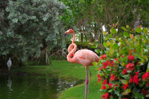 What Do Flamingos Mean in an RV Park? 